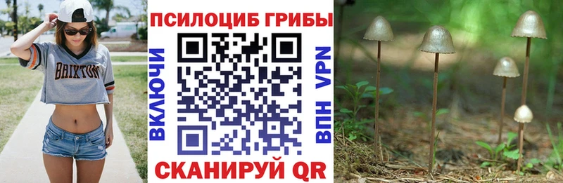 Купить закладки  Полярный  Псилоцибиновые грибы прущие грибы 